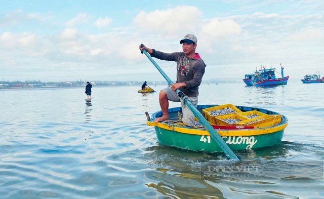 Trong tiết trời đương hạ, la liệt cá, tôm đủ loại tươi roi rói nơi vùng biển đẹp như tranh vẽ ở Quảng Ngãi- Ảnh 5.