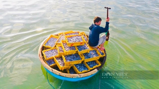 Trong tiết trời đương hạ, la liệt cá, tôm đủ loại tươi roi rói nơi vùng biển đẹp như tranh vẽ ở Quảng Ngãi- Ảnh 8.