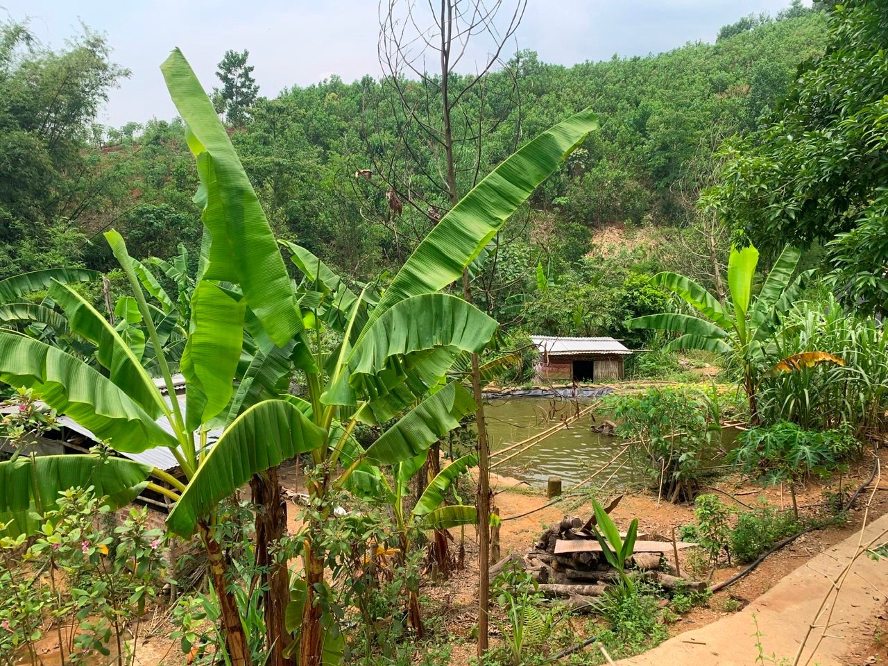 Trồng ba kích, đào bật lên chùm củ khổng lồ, nuôi động vật hoang dã, dân Quảng Nam hưởng lương cao- Ảnh 3.