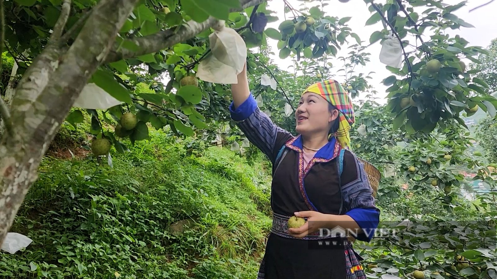 Nông dân huyện này của Yên Bái trồng lê, cây thấp tè đã ra trái quá trời, có nhà giàu trông thấy- Ảnh 3.