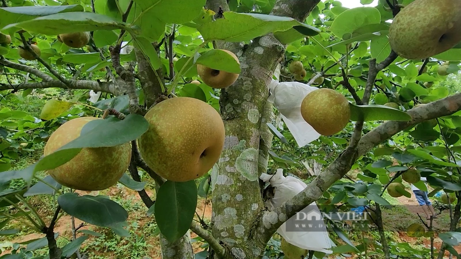 Nông dân huyện này của Yên Bái trồng lê, cây thấp tè đã ra trái quá trời, có nhà giàu trông thấy- Ảnh 7.