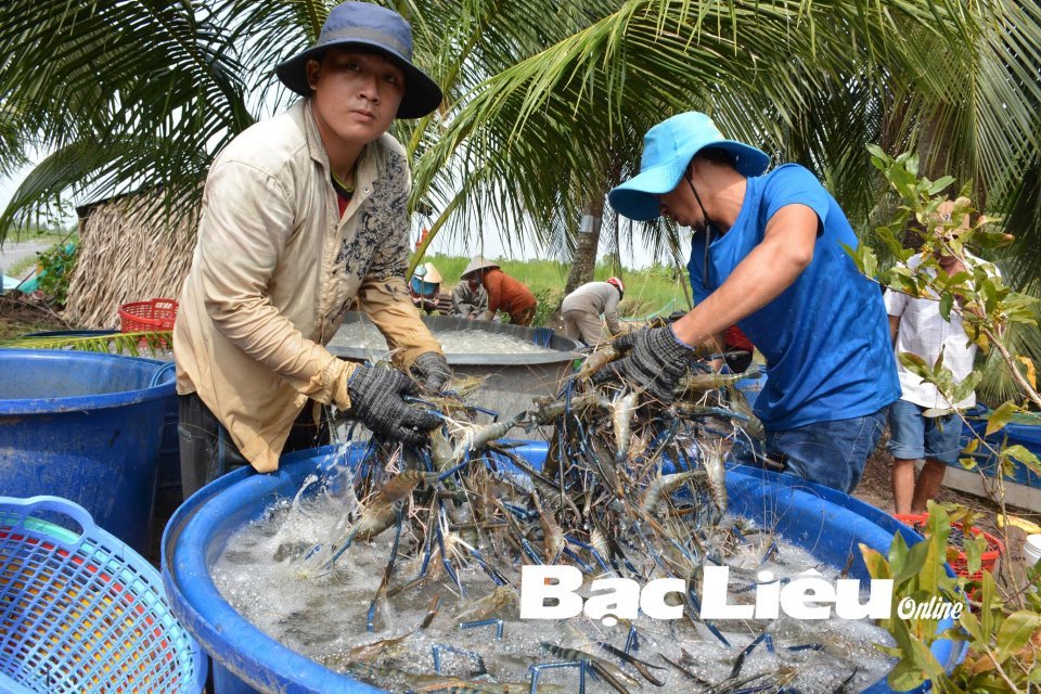 Đọc lại Loạt bài &quot;Nâng tầm “lúa thơm, tôm sạch” vùng ĐBSCL&quot; đoạt giải Ba của báo Bạc Liêu (Bài 1) - Ảnh 2.