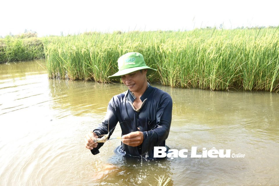 Nâng tầm “lúa thơm, tôm sạch” vùng ĐBSCL: Tái cơ cấu mô hình tăng trưởng (Bài 3) - Ảnh 1.