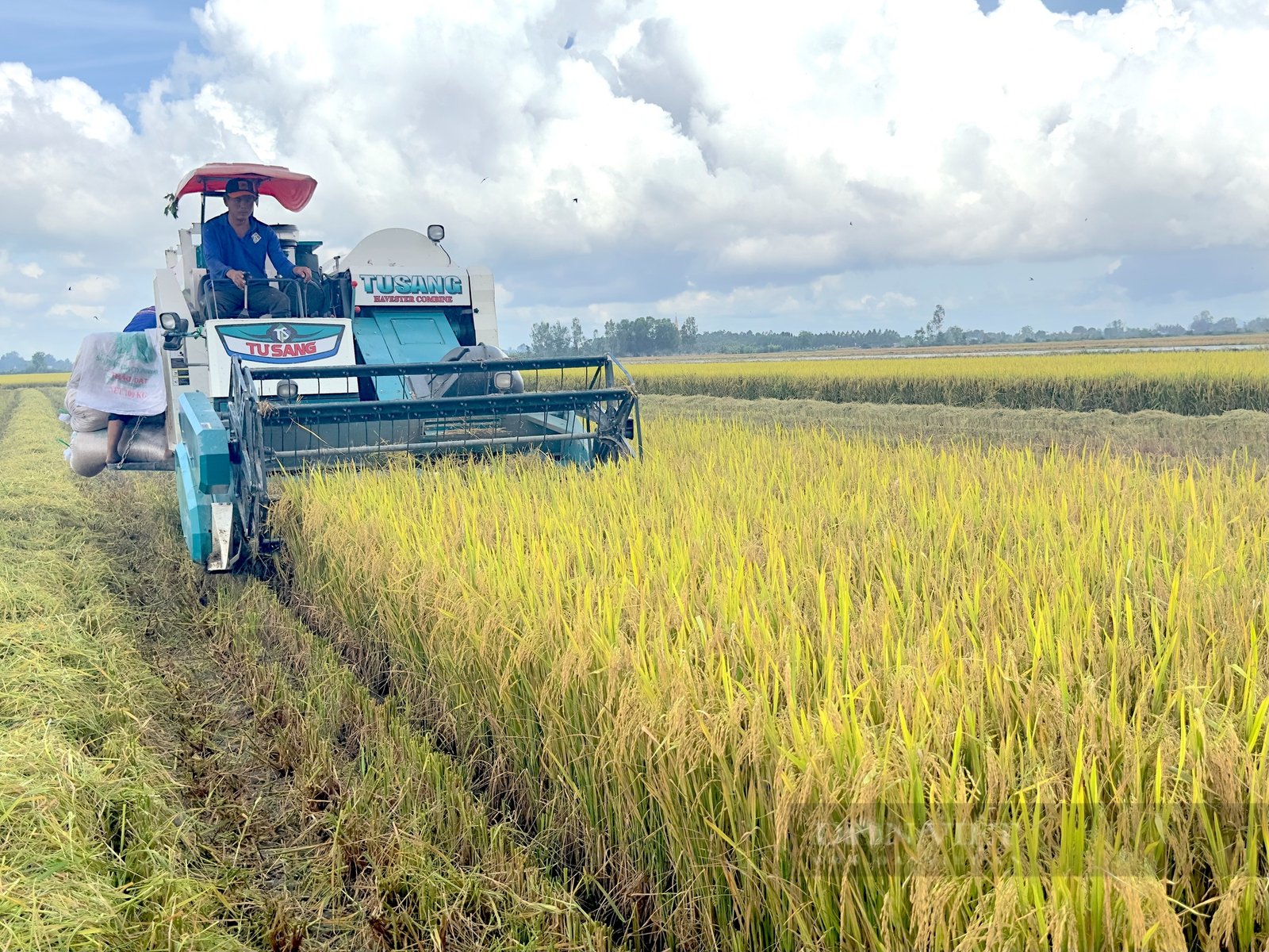 Lần đầu tiên thu hoạch lúa giảm phát thải ở Cần Thơ: Đông người đến xem, doanh nghiệp, nông dân Philippines cũng sang học hỏi- Ảnh 3.