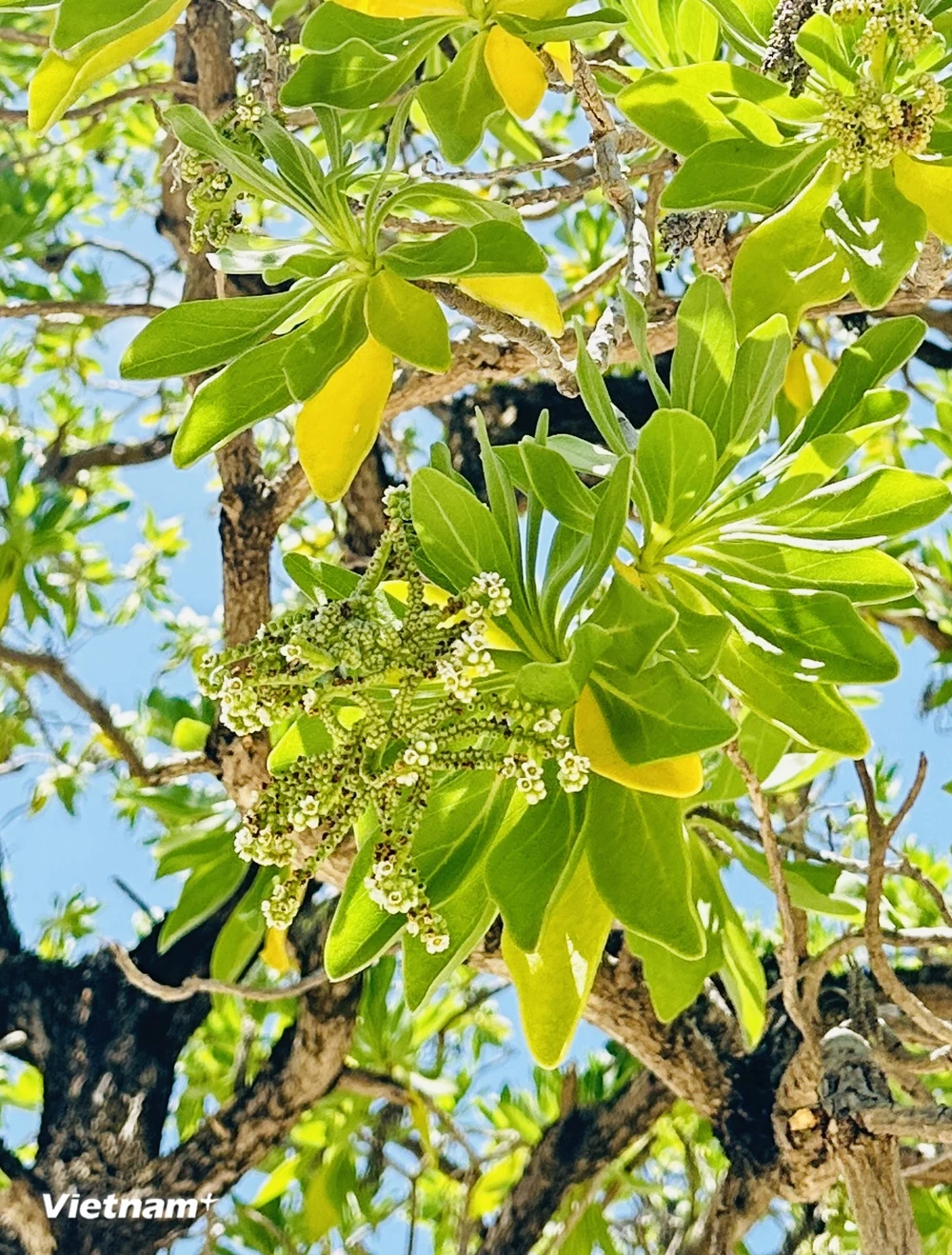 Ngoài bàng vuông, ở Trường Sa còn có 2 loài cây có sức sống dẻo dai và bền bỉ, đó là cây gì?- Ảnh 12.