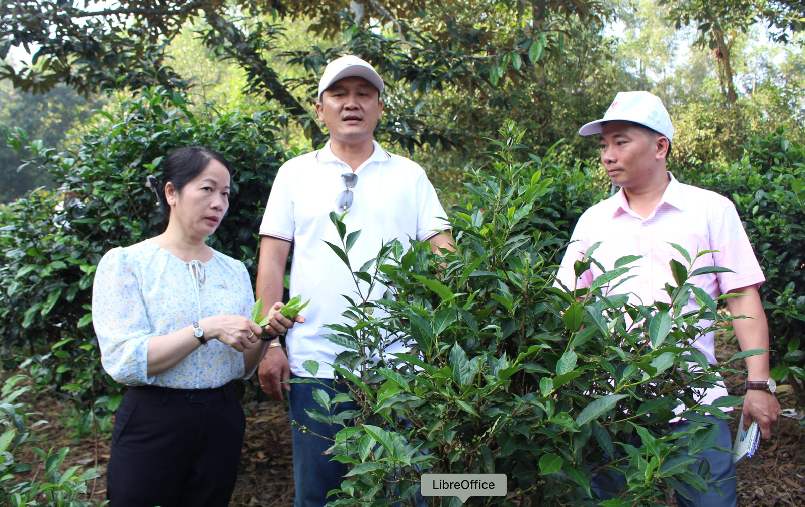 Bà Hồ Thị Sự – Phó Chủ tịch Hội Nông dân tỉnh Đồng Nai thăm mô hình trồng trà đặc sản của nông dân huyện Nhơn Trạch. Ảnh: Hội Nông dân tỉnh Đồng Nai