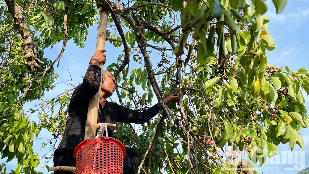 Ở vùng Bảy Núi của An Giang mọc la liệt cây trâm dại thấp tè đã ra trái quá trời, là trái đặc sản- Ảnh 6.