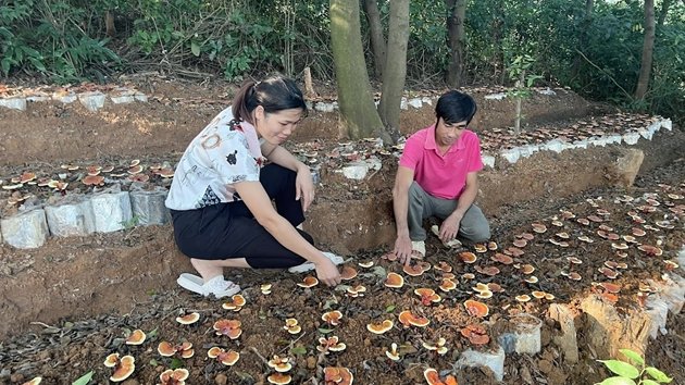 Loại nấm quý hiếm ở rừng nguyên sinh, nông dân Vĩnh Phúc thử trồng trong lán trại, ngờ đâu lãi to- Ảnh 2.