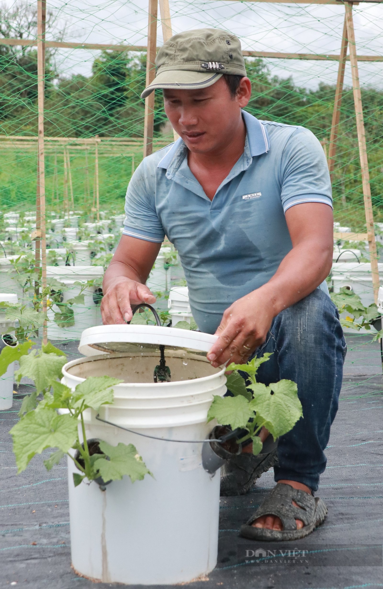 Trồng rau khí canh kiểu lạ ở Lâm Đồng, phải bắc thang hái, anh nông dân tự trả lương cao- Ảnh 8.