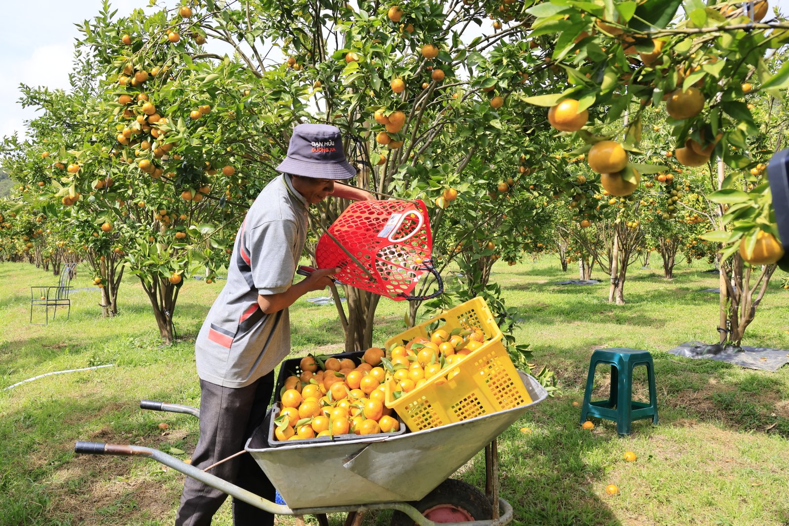 Giám đốc Sở NNPTNT Lâm Đồng nêu giải pháp “chặn” tình trạng “được mùa mất giá, được giá mất mùa”- Ảnh 5.