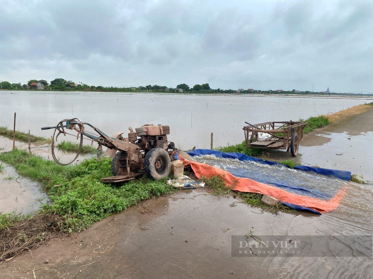 Một huyện ở Ninh Bình toàn bộ diện tích lúa mùa đã gieo cấy bị ngập hoàn toàn- Ảnh 3. Một huyện ở Ninh Bình toàn bộ diện tích lúa mùa đã gieo cấy bị ngập hoàn toàn- Ảnh 3.