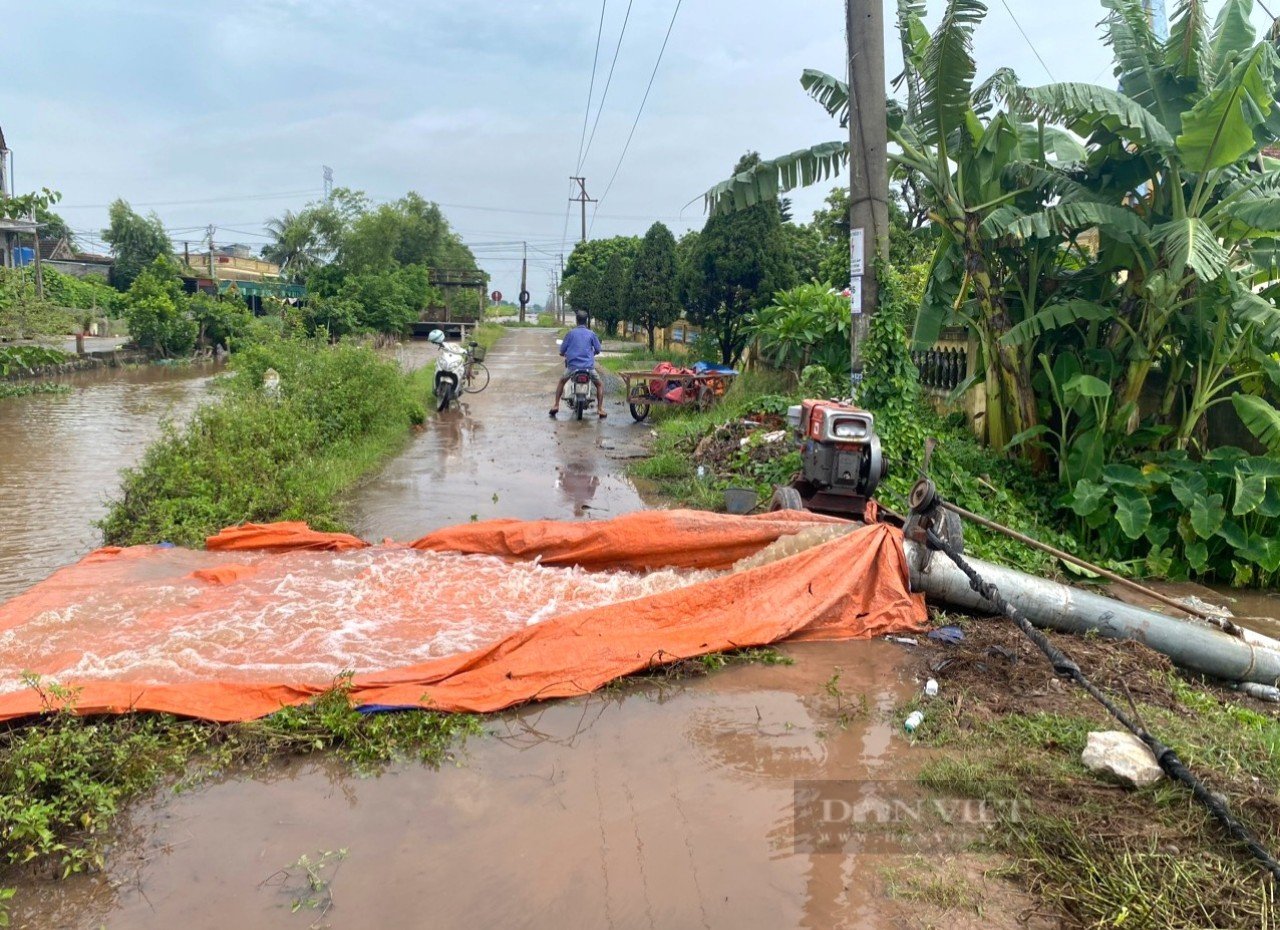 Một huyện ở Ninh Bình toàn bộ diện tích lúa mùa đã gieo cấy bị ngập hoàn toàn- Ảnh 2. Một huyện ở Ninh Bình toàn bộ diện tích lúa mùa đã gieo cấy bị ngập hoàn toàn- Ảnh 2.