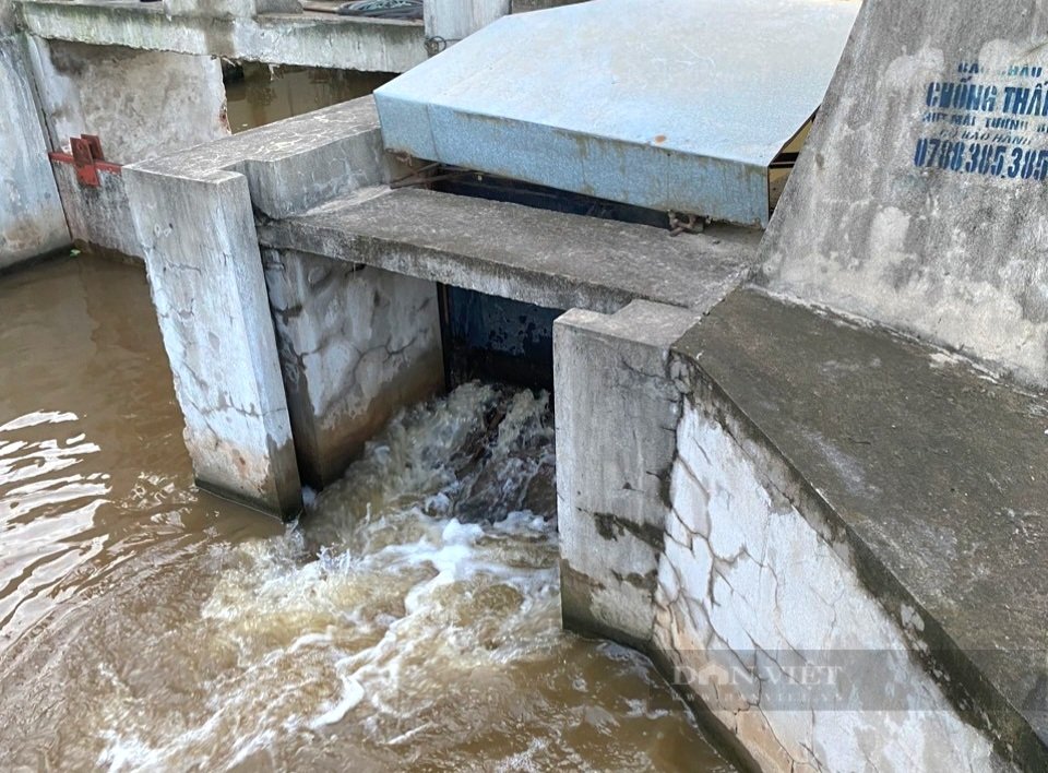 Một huyện ở Ninh Bình toàn bộ diện tích lúa mùa đã gieo cấy bị ngập hoàn toàn- Ảnh 5. Một huyện ở Ninh Bình toàn bộ diện tích lúa mùa đã gieo cấy bị ngập hoàn toàn- Ảnh 5.