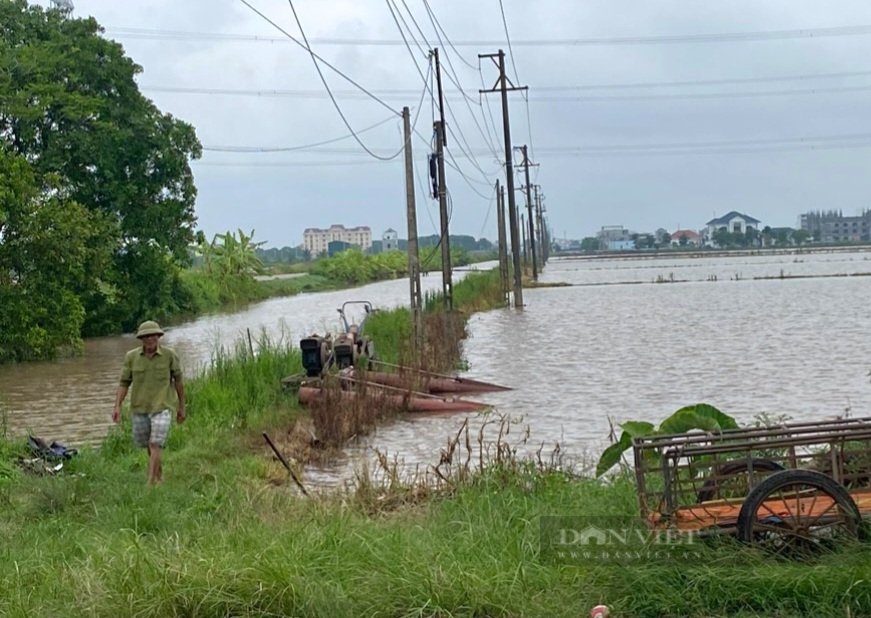 Một huyện ở Ninh Bình toàn bộ diện tích lúa mùa đã gieo cấy bị ngập hoàn toàn- Ảnh 7. Một huyện ở Ninh Bình toàn bộ diện tích lúa mùa đã gieo cấy bị ngập hoàn toàn- Ảnh 7.