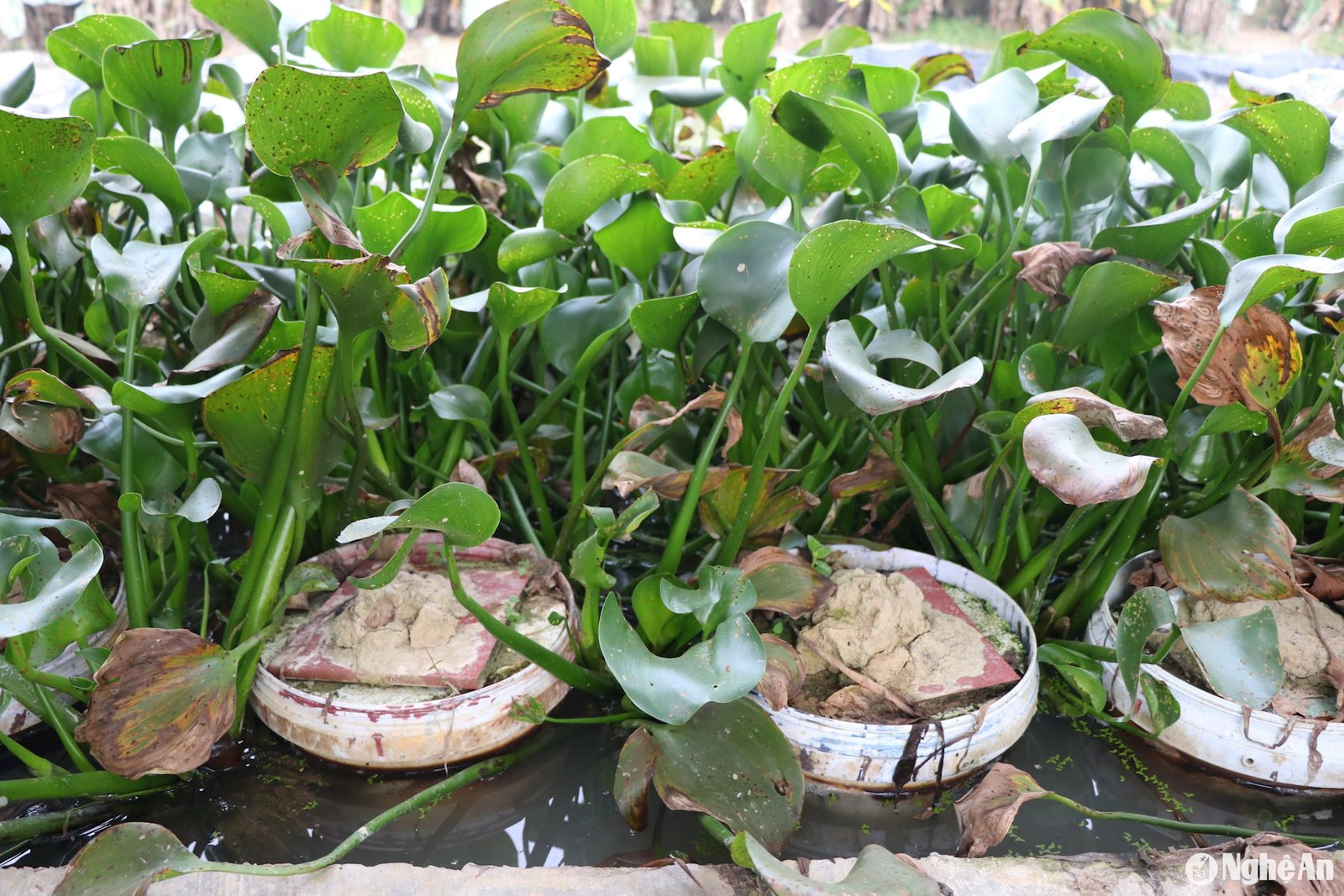 Thuộc Thuộc