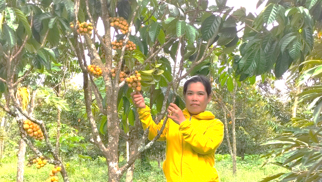 Trồng xen canh, cho sầu riêng chung nhà với cây bòn bon ở Hậu Giang, ngước lên đầy trái, thu tiền tỷ- Ảnh 2.