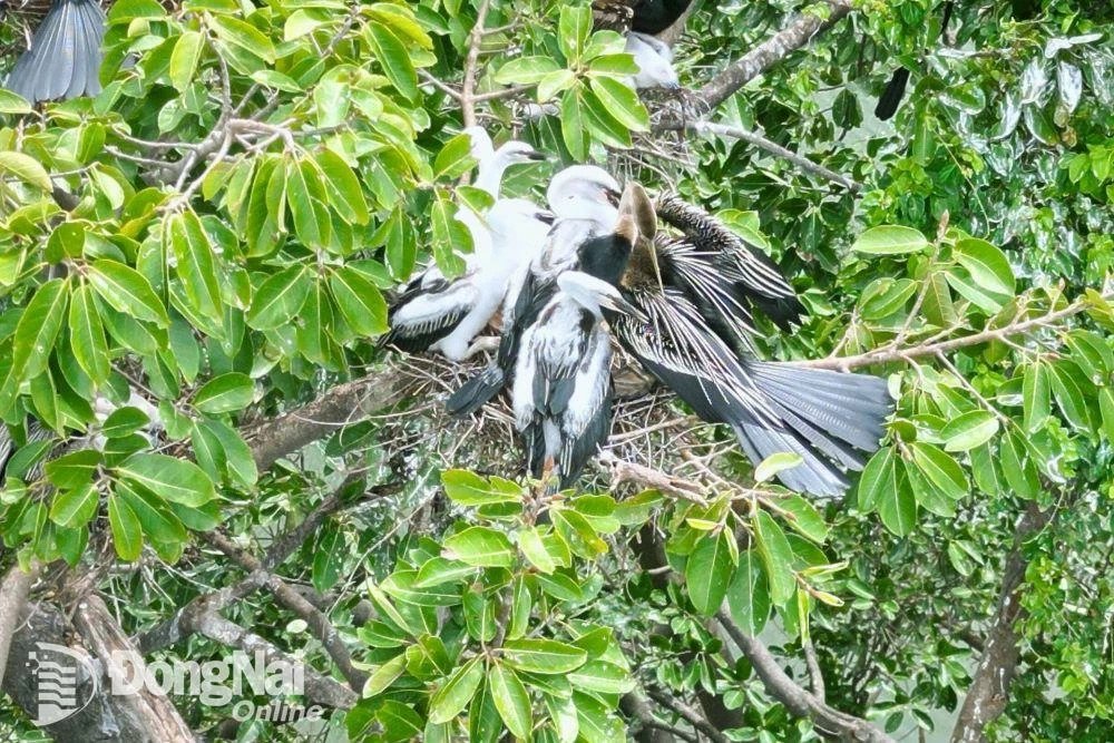 Loài chim hoang dã cực kỳ quý hiếm có cái cổ trông như con rắn bỗng xuất hiện thành đàn ở Đồng Nai- Ảnh 2. Loài chim hoang dã cực kỳ quý hiếm có cái cổ trông như con rắn bỗng xuất hiện thành đàn ở Đồng Nai- Ảnh 2.