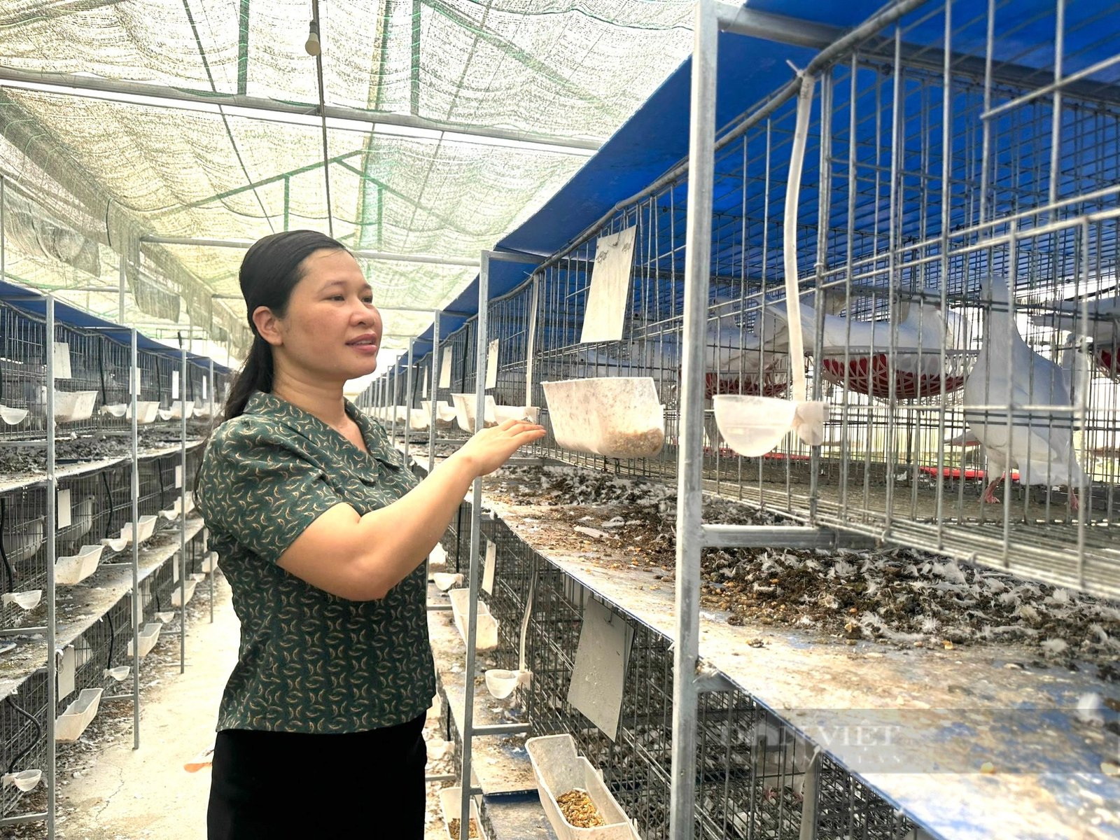 Ở một huyện của Thanh Hóa xuất hiện nhiều tỷ phú nông dân, có hộ nuôi chim gì mà thu 1 tỷ?- Ảnh 3. Ở một huyện của Thanh Hóa xuất hiện nhiều tỷ phú nông dân, có hộ nuôi chim gì mà thu 1 tỷ?- Ảnh 3.