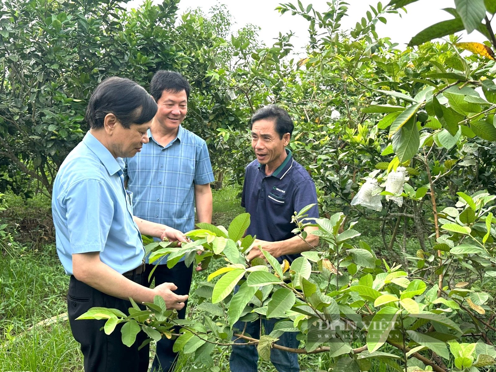 Ở một huyện của Thanh Hóa xuất hiện nhiều tỷ phú nông dân, có hộ nuôi chim gì mà thu 1 tỷ?- Ảnh 7. Ở một huyện của Thanh Hóa xuất hiện nhiều tỷ phú nông dân, có hộ nuôi chim gì mà thu 1 tỷ?- Ảnh 7.