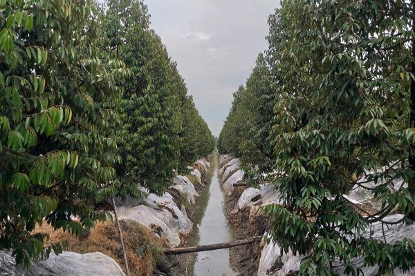 Trồng sầu riêng như trồng cây tiền tỷ, cho ra trái nghịch vụ, dân Hậu Giang đã giàu còn giàu hơn- Ảnh 2. Trồng sầu riêng như trồng cây tiền tỷ, cho ra trái nghịch vụ, dân Hậu Giang đã giàu còn giàu hơn- Ảnh 2.
