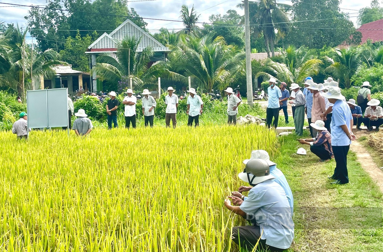 Bí quyết giúp HTX bón phân ít nhưng năng suất lúa vẫn cao- Ảnh 4.