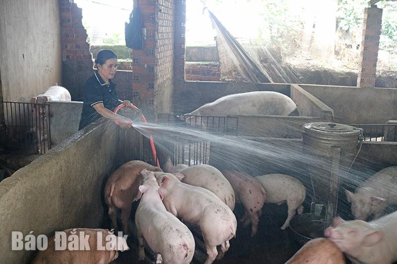 Nuôi heo lãi đậm, cứ bán 1 con bỏ túi gần 2 triệu, nông dân nơi này của Đắk Lắk đang làm điều này- Ảnh 3. Nuôi heo lãi đậm, cứ bán 1 con bỏ túi gần 2 triệu, nông dân nơi này của Đắk Lắk đang làm điều này- Ảnh 3.