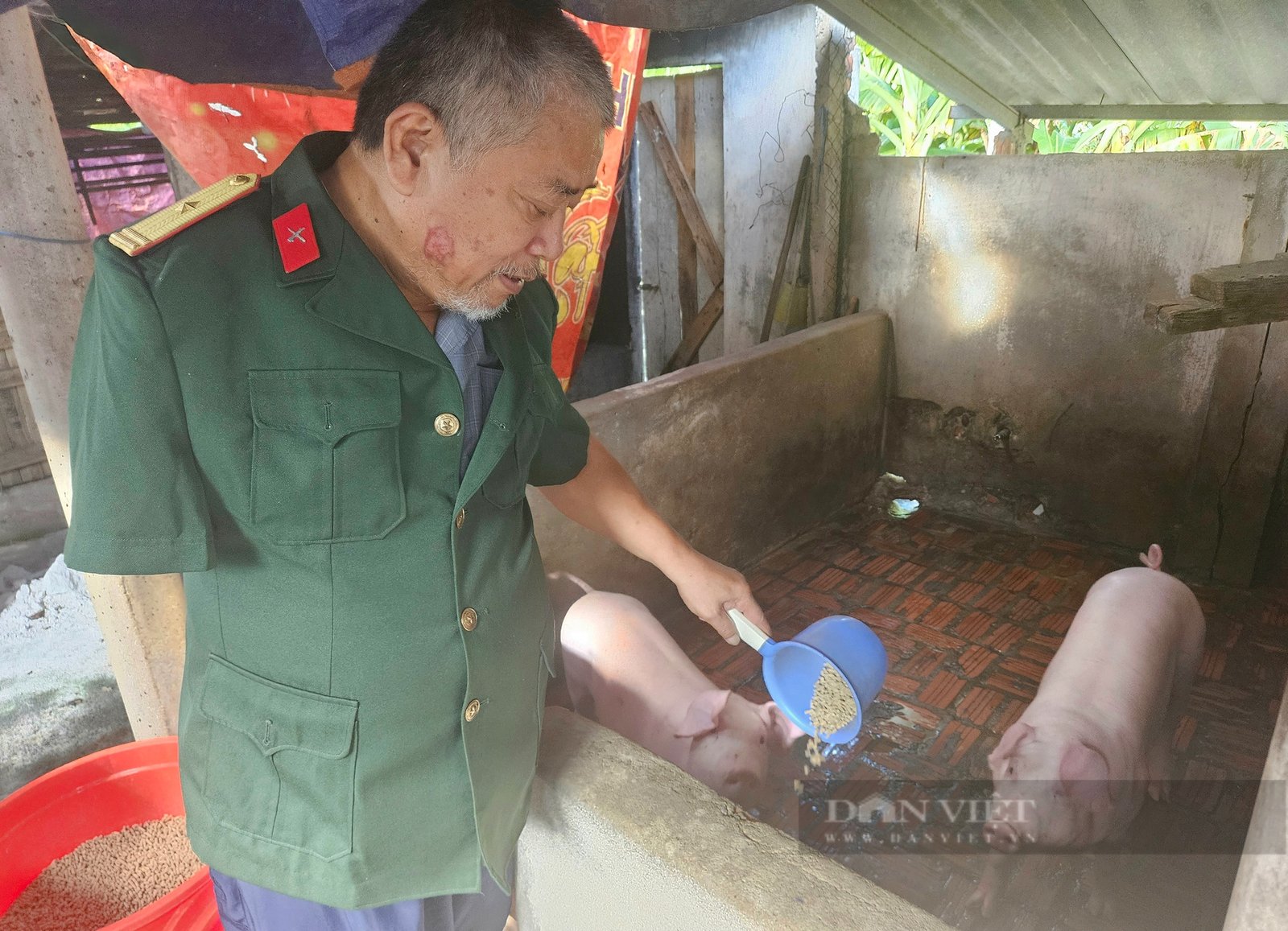 Thương binh hạng 3/4 ở Quảng Bình, mất cánh tay phải nuôi lợn mát tay, thu gần 300 triệu/năm- Ảnh 2.