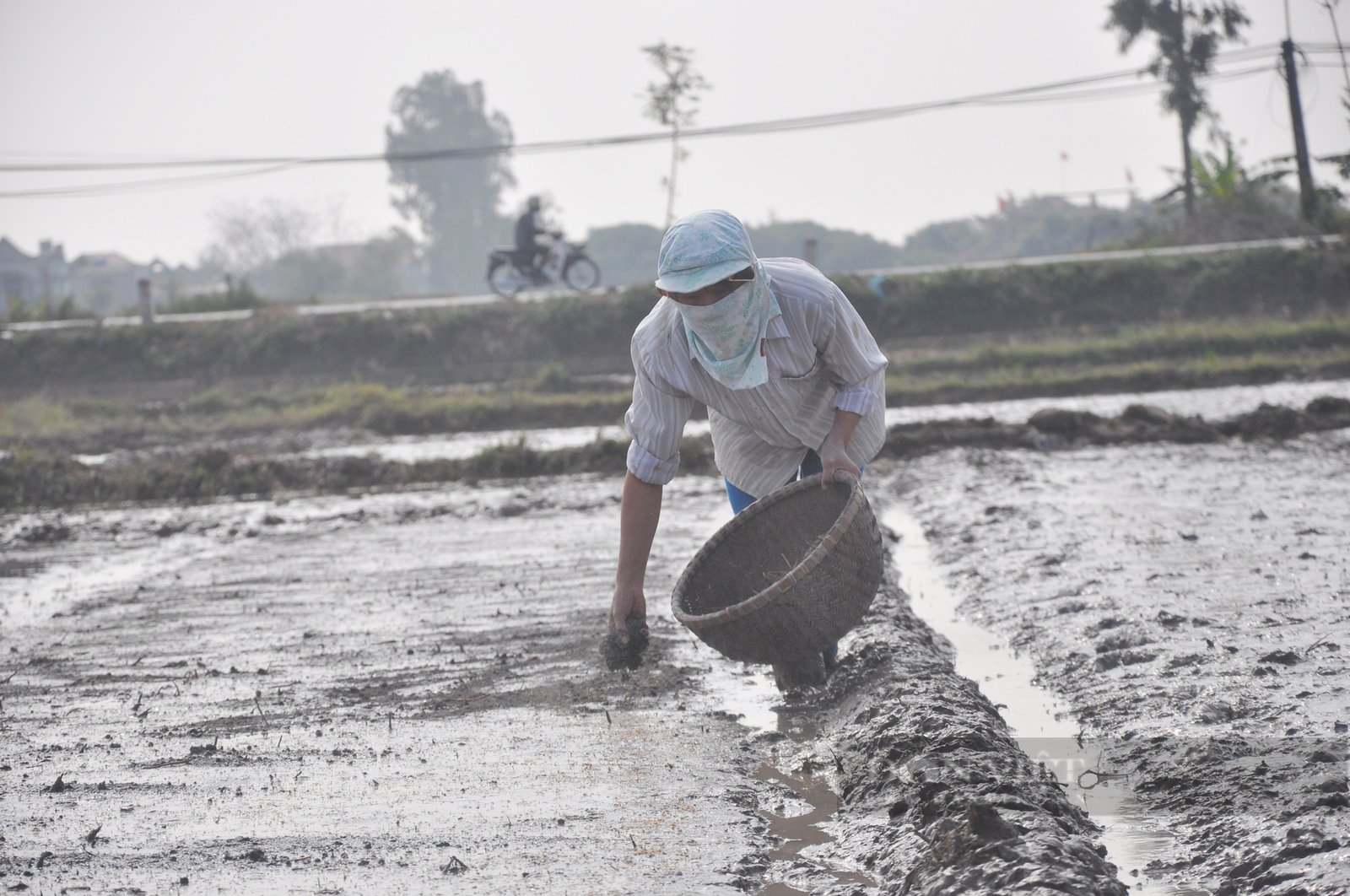 Sắp hết thời vụ lúa mùa ở miền Bắc, nông dân nên gieo cấy giống lúa gì để đạt năng suất cao?- Ảnh 2.