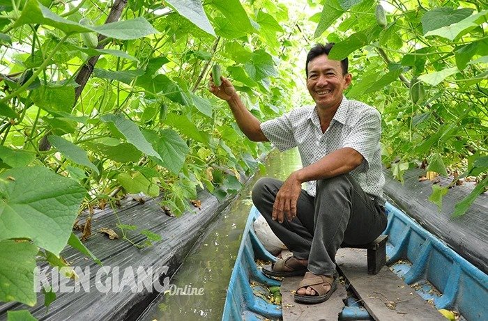 Trồng dưa leo kiểu lạ ở Kiên Giang, ruộng đẹp như phim, sao muốn hái trái phải chịu chèo xuồng?- Ảnh 2.