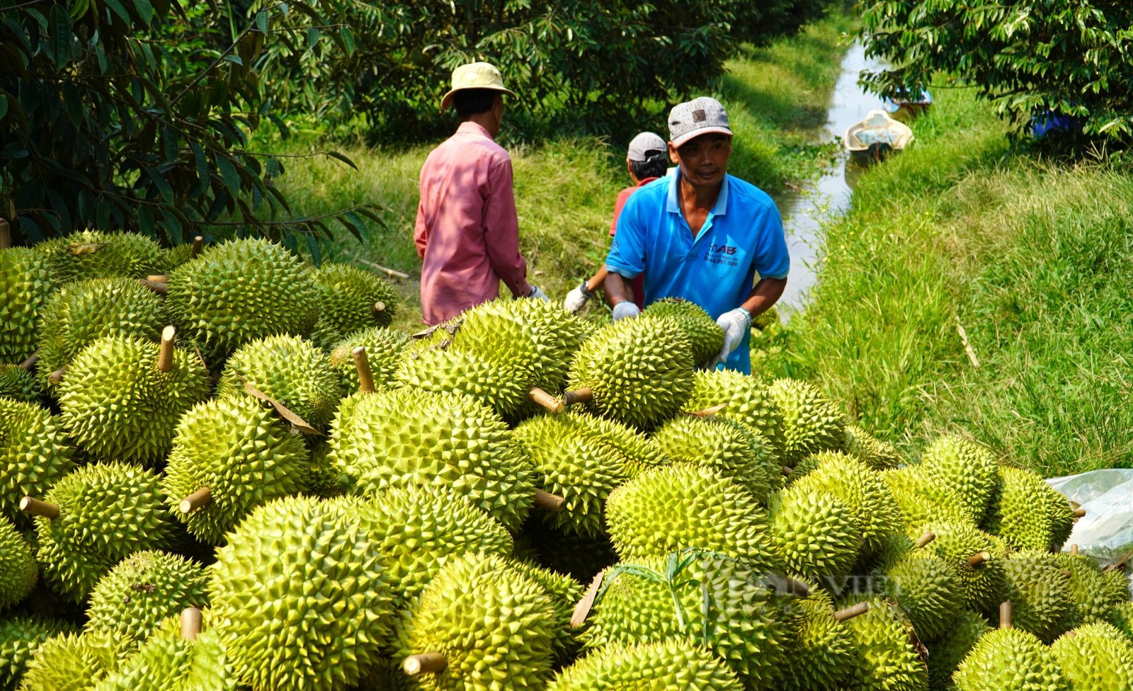 Dân Cần Thơ dần bỏ dâu hạ châu, xoài, vú sữa, nhãn để trồng sầu riêng, ngành chức năng nói gì?- Ảnh 3.