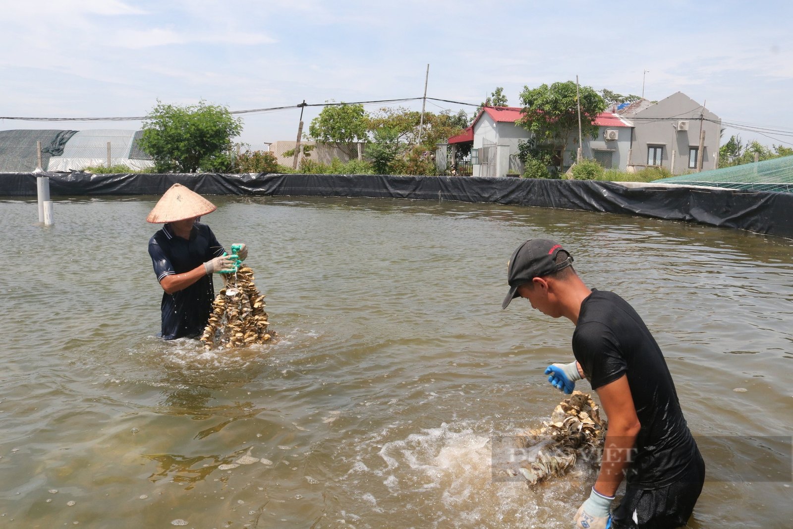 Nuôi các loài động vật nhuyễn thể, có chủ trang trại thủy sản ở Ninh Bình thu tiền tỷ- Ảnh 4.