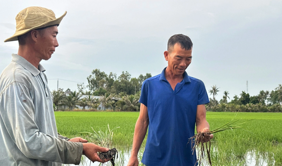 Cát biển chưa được sử dụng làm cao tốc Bắc - Nam, tại sao lúa chết ở Hậu Giang?- Ảnh 1.