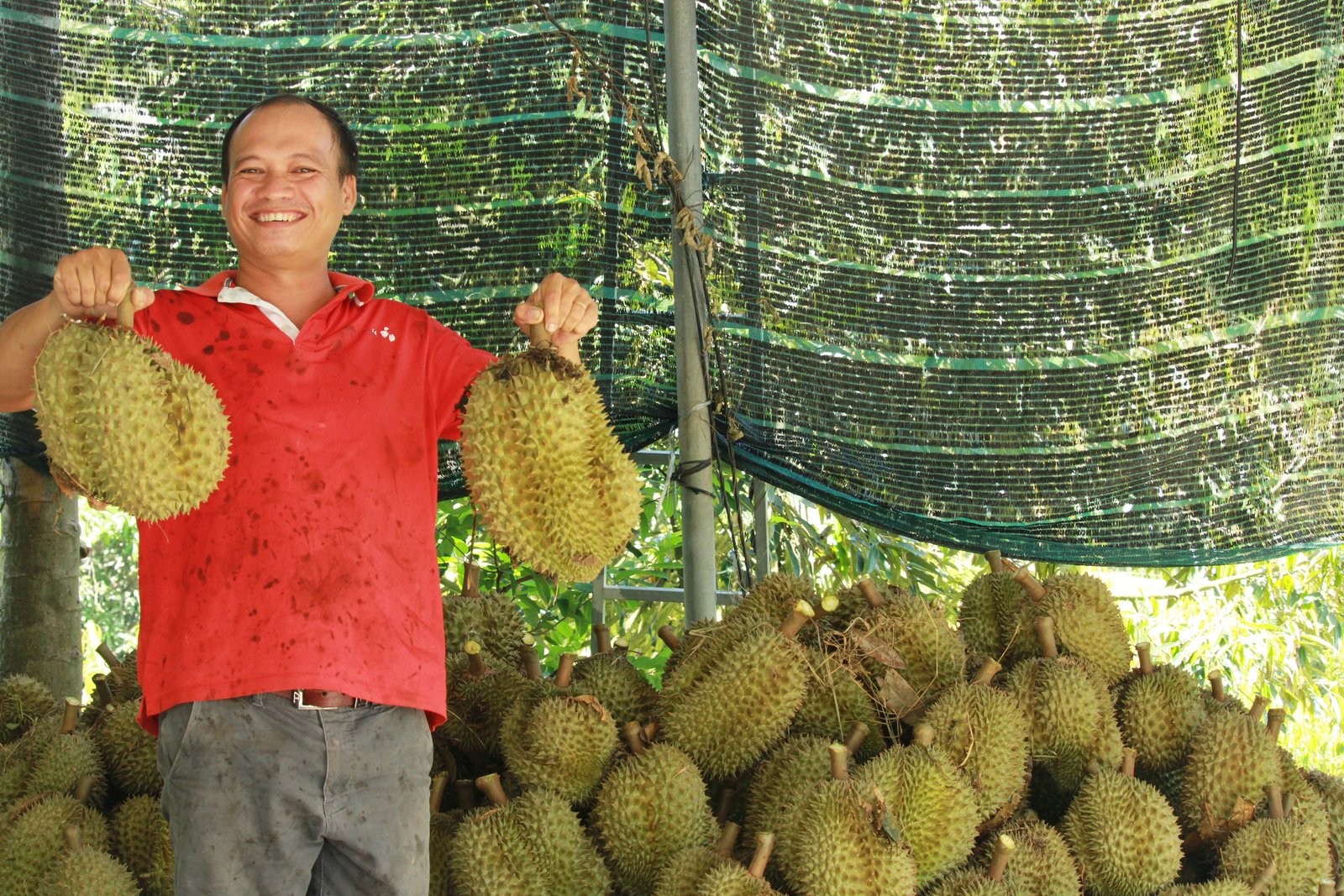 Dân vùng trồng 