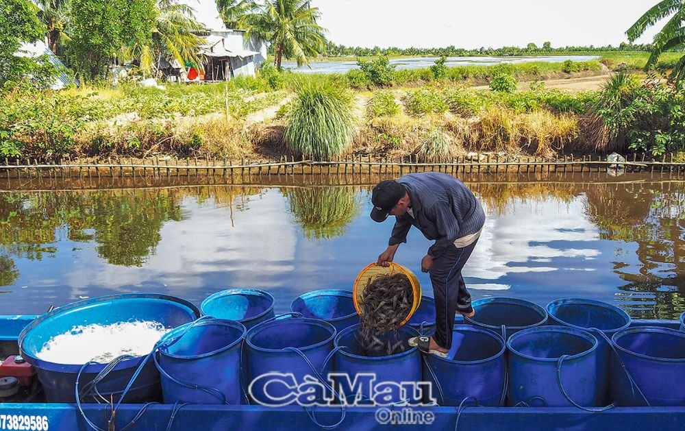 Đây là con vật nuôi thành công ở Cà Mau, sao loại cấp oxy bán giá cao hơn hẳn hàng dập đá?- Ảnh 1.