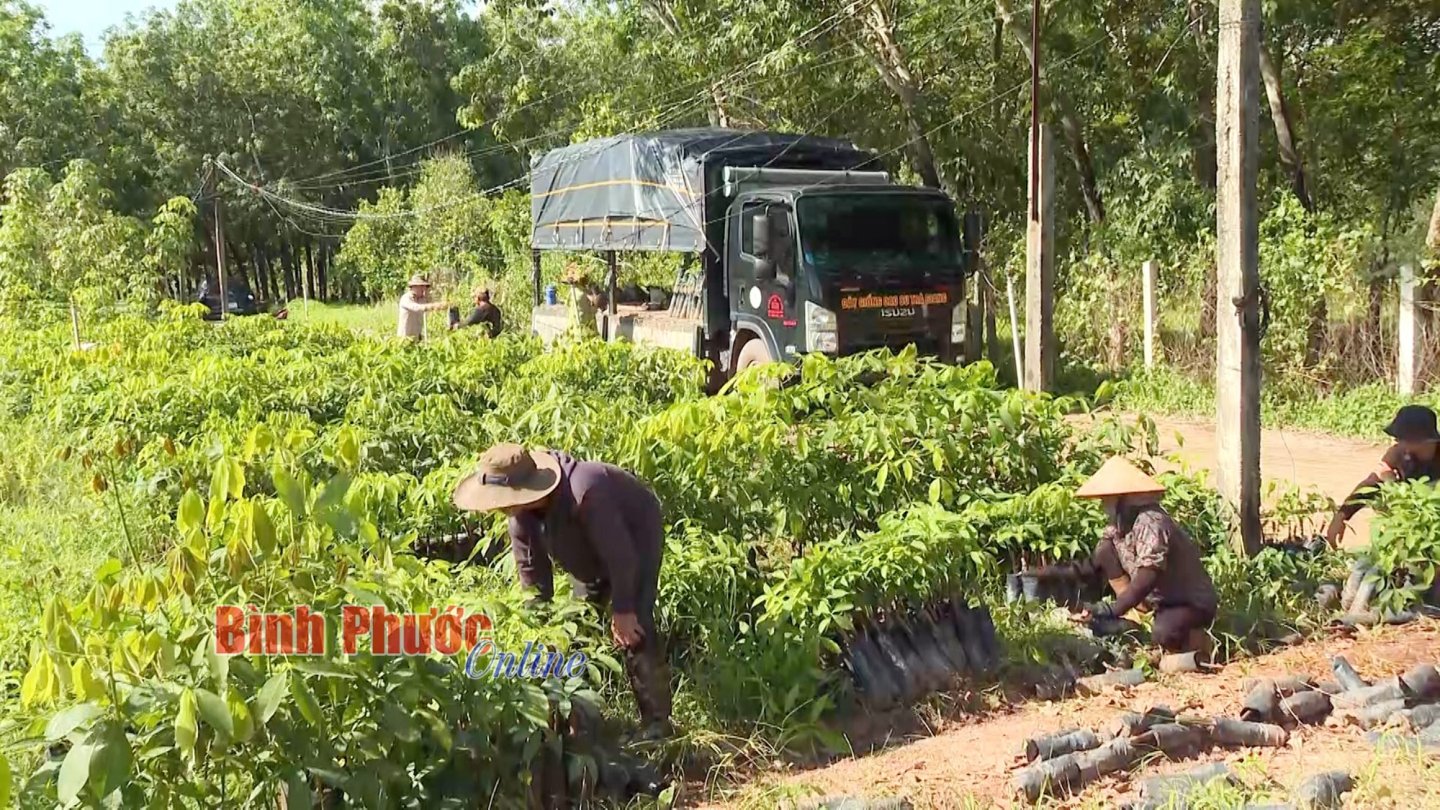 Cao su là loại cây giống đang bán hút hàng ở Bình Phước, lao động được trả công 9 triệu/tháng- Ảnh 1.