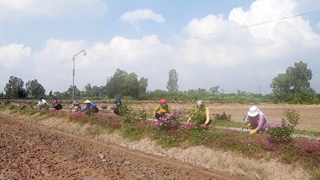 Đường hoa nông thôn mới ở Tiền Giang đẹp như phim, hoa giấy, hoa mười giờ, hoa dừa cạn bung lụa- Ảnh 1.