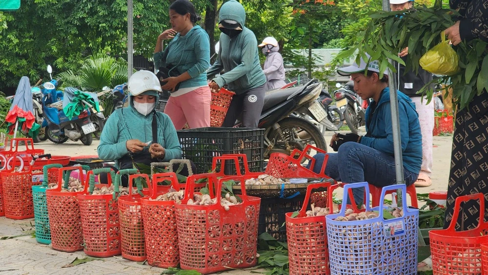 Lạ lùng ở Huế: Một loại đặc sản căng tròn, béo núc ních càng đắng càng ngon, trời vào thu là mọc lên ầm ầm- Ảnh 1.