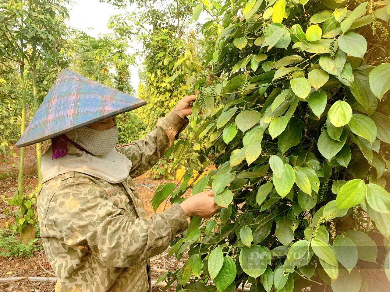 Một loại hạt của Việt Nam chiếm thị phần lớn tại Mỹ nhờ mức giá tốt và chất lượng cao- Ảnh 1.