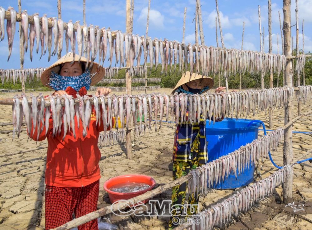 Một thị trấn ở Cà Mau đang nhộn nhịp, trù phú, nay bỗng buồn tênh, tất cả chỉ vì cạn kiệt loài cá ngon nào?- Ảnh 2.