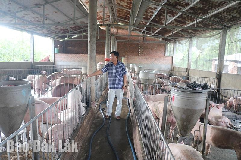 Nuôi heo lãi đậm, cứ bán 1 con bỏ túi gần 2 triệu, nông dân nơi này của Đắk Lắk đang làm điều này- Ảnh 1. Nuôi heo lãi đậm, cứ bán 1 con bỏ túi gần 2 triệu, nông dân nơi này của Đắk Lắk đang làm điều này- Ảnh 1.