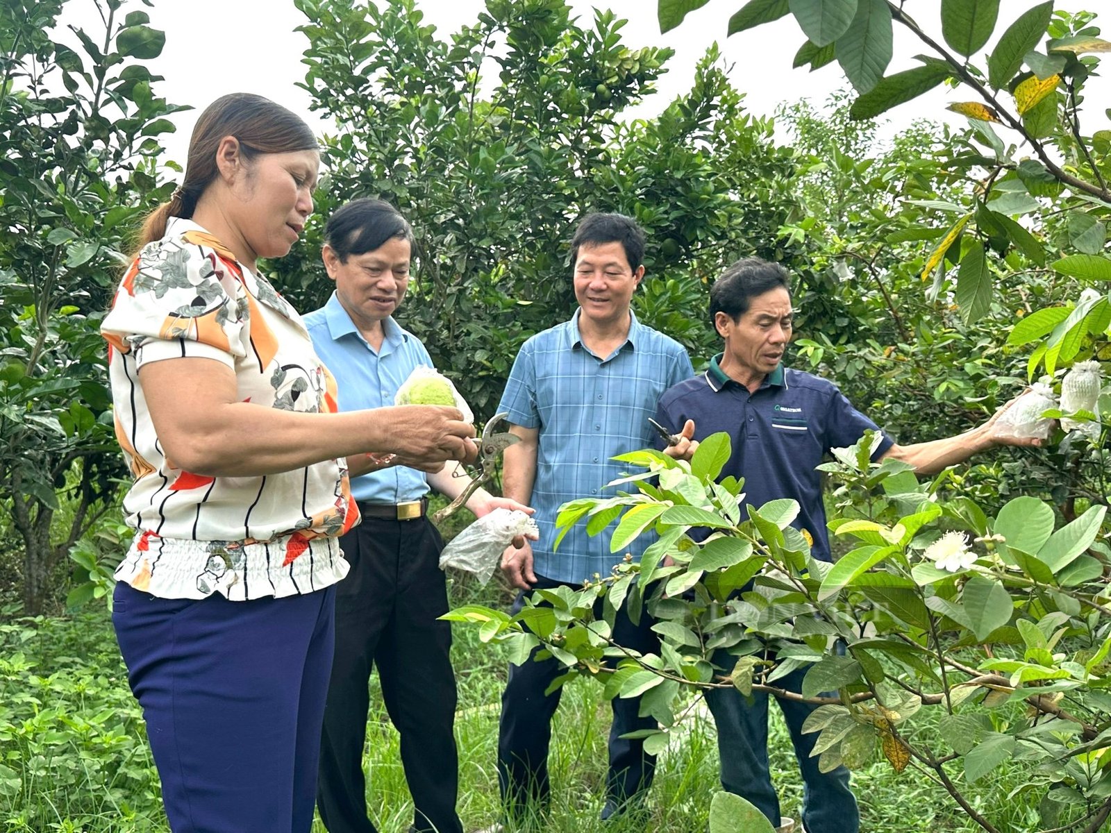 Ở một huyện của Thanh Hóa xuất hiện nhiều tỷ phú nông dân, có hộ nuôi chim gì mà thu 1 tỷ?- Ảnh 2. Ở một huyện của Thanh Hóa xuất hiện nhiều tỷ phú nông dân, có hộ nuôi chim gì mà thu 1 tỷ?- Ảnh 2.