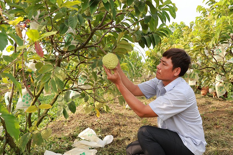 Ở xã này của Đồng Tháp hễ nhà nào trồng na Hoàng Hậu cây thấp tè ra trái to bự, bán là giàu lên- Ảnh 1.