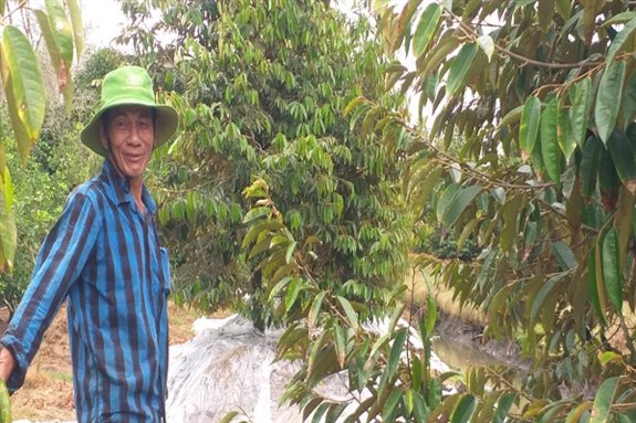 Trồng sầu riêng như trồng cây tiền tỷ, cho ra trái nghịch vụ, dân Hậu Giang đã giàu còn giàu hơn- Ảnh 1. Trồng sầu riêng như trồng cây tiền tỷ, cho ra trái nghịch vụ, dân Hậu Giang đã giàu còn giàu hơn- Ảnh 1.