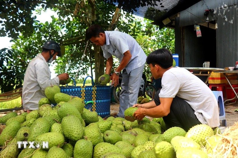 Vô vườn một xã ở Cần Thơ thấy cây đặc sản treo la liệt trái to bự, nghe tên đã thấy thèm lắm rồi- Ảnh 1.