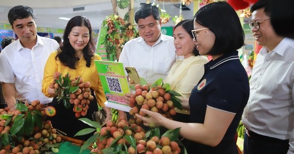 Loại quả ngon đất Thanh Hà của Hải Dương đầu vụ giá 100.000 đồng/kg, xuất khẩu đi Trung Quốc, Mỹ, Úc…