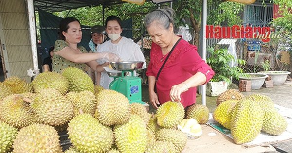 Trồng sầu riêng, bán giá cao chót vót, trúng đậm, vậy sao nhà vườn miền Tây còn lo điều gì?