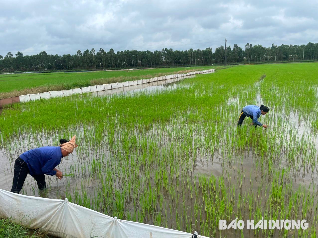 Vừa hoàn lương, người đàn ông ở Hải Dương quyết 