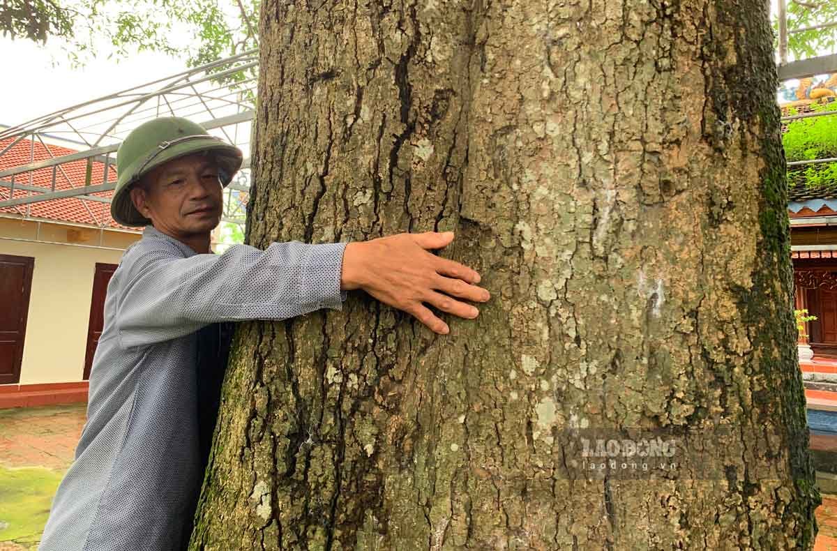 Cây cổ thụ gần 400 năm tuổi ở ngôi đền thiêng Nam Định là cây trôi, còn gọi là quéo, cây xoài rừng- Ảnh 4.