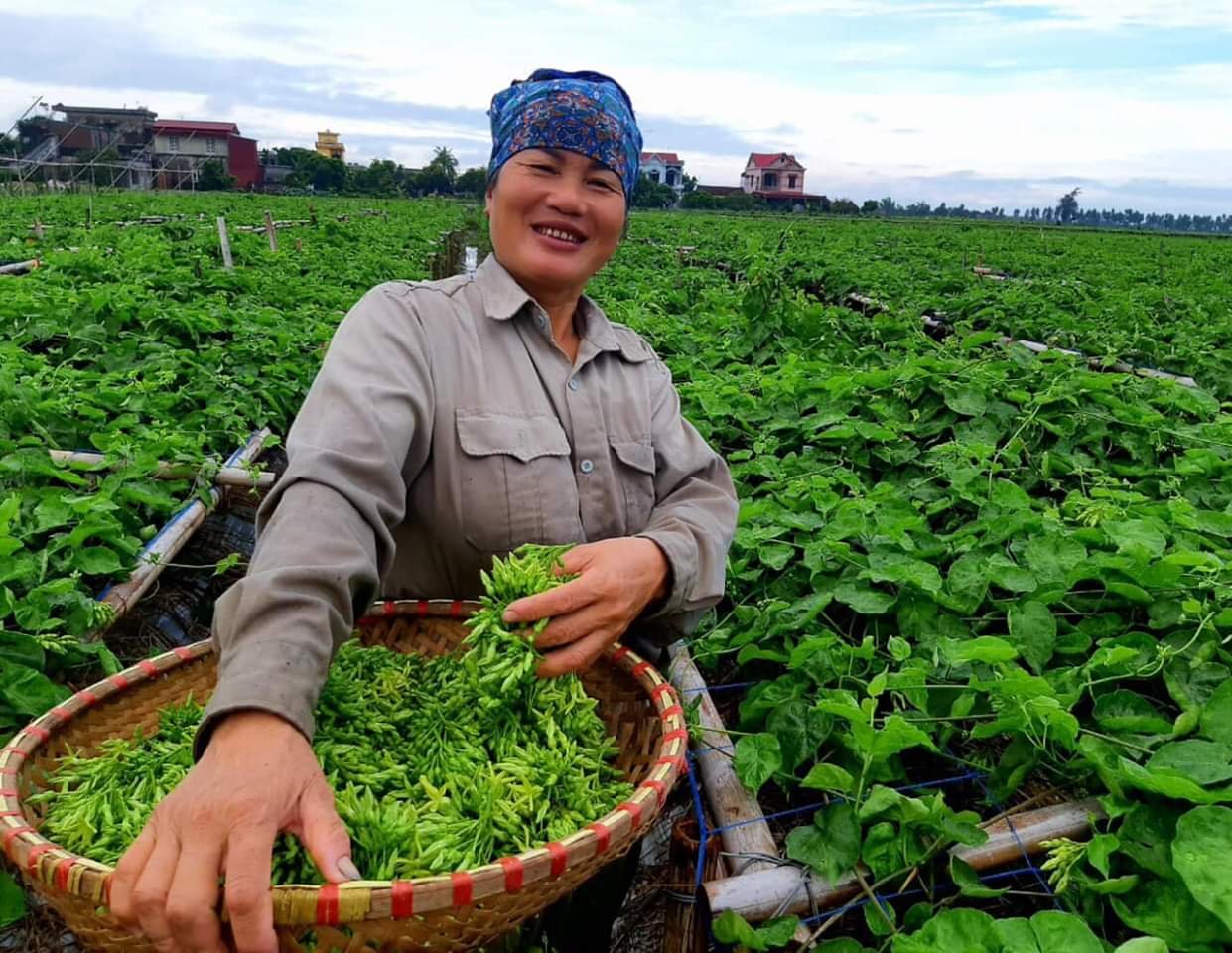 Vừa là hoa, là rau lại là vị 