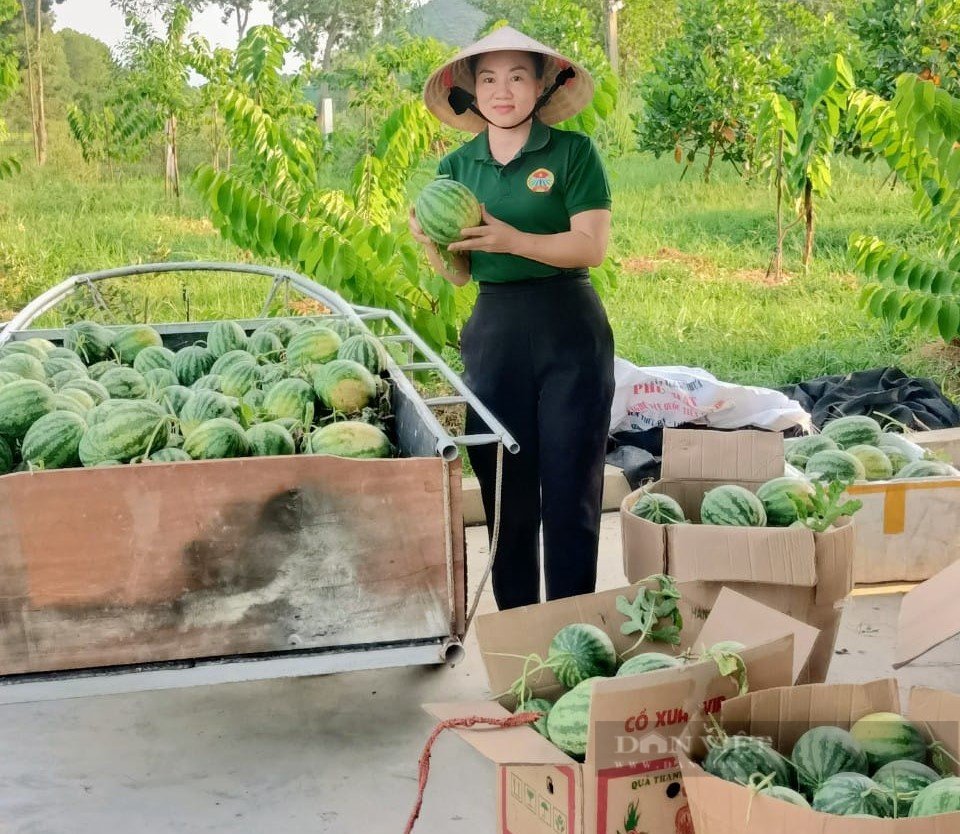 Hà Tĩnh: Nông dân chỉ cách trồng dưa hữu cơ quả to đẹp thu về 240 triệu sau hơn 2 tháng trên đất bỏ hoang - Ảnh 8.